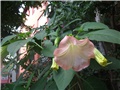 Datura c